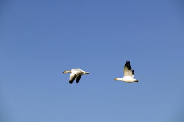 Snow geese in flight during migration in the late autumn at the Reifel Bird Sanctuary in Delta near Vancouver, British Columbia, Canada. clipart