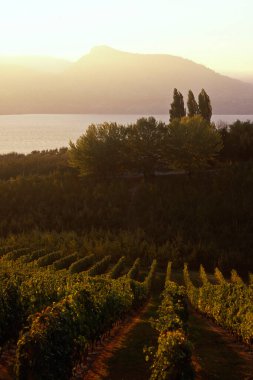 Landscape scenic view of a winery vineyard at sunset located in the Okanagan Valley on the Naramata Bench in Penticton, British Columbia, Canada. clipart