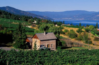 Kelowna, British Columbia, Kanada 'daki Okanagan Gölü' ne bakan Okanagan Vadisi 'ndeki bir şarap bağının manzara manzarası..