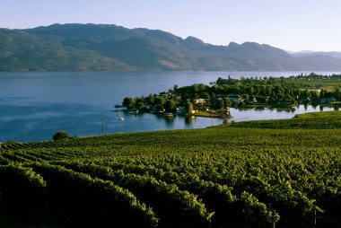 Kelowna, British Columbia, Kanada 'daki Okanagan Gölü' ne bakan Okanagan Vadisi 'ndeki bir şarap bağının manzara manzarası..