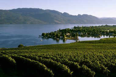 Landscape scenic view of a winery vineyard located in the Okanagan Valley overlooking Okanagan Lake in Kelowna, British Columbia, Canada. clipart