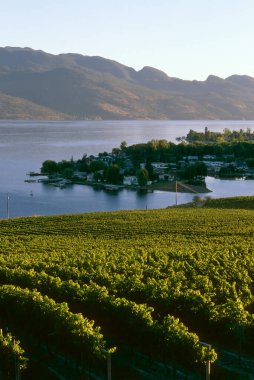 Kelowna, British Columbia, Kanada 'daki Okanagan Gölü' ne bakan Okanagan Vadisi 'ndeki bir şarap bağının manzara manzarası..