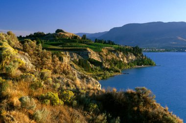 Penticton, British Columbia, Kanada 'daki Naramata Bench' teki Okanagan Vadisi 'nde bulunan bir şarap bağının manzara manzarası..