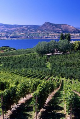 Penticton, British Columbia, Kanada 'daki Naramata Bench' teki Okanagan Vadisi 'nde bulunan bir şarap bağının manzara manzarası..