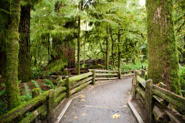 MacMillan Provincial Park, Kanada 'nın Britanya Kolumbiyası' nın Vancouver Adası 'ndaki Port Alberni yakınlarında bir eyalet parkı. Park, Katedral Korusu olarak bilinen antik Douglas-fir 'in 157 hektarlık ünlü bir standına ev sahipliği yapmaktadır..