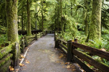MacMillan Provincial Park, Kanada 'nın Britanya Kolumbiyası' nın Vancouver Adası 'ndaki Port Alberni yakınlarında bir eyalet parkı. Park, Katedral Korusu olarak bilinen antik Douglas-fir 'in 157 hektarlık ünlü bir standına ev sahipliği yapmaktadır..