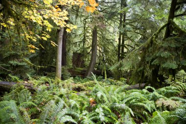 MacMillan Provincial Park, Kanada 'nın Britanya Kolumbiyası' nın Vancouver Adası 'ndaki Port Alberni yakınlarında bir eyalet parkı. Park, Katedral Korusu olarak bilinen antik Douglas-fir 'in 157 hektarlık ünlü bir standına ev sahipliği yapmaktadır..
