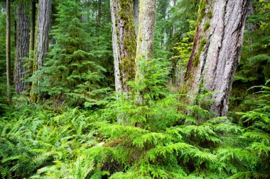 MacMillan Provincial Park, Kanada 'nın Britanya Kolumbiyası' nın Vancouver Adası 'ndaki Port Alberni yakınlarında bir eyalet parkı. Park, Katedral Korusu olarak bilinen antik Douglas-fir 'in 157 hektarlık ünlü bir standına ev sahipliği yapmaktadır..