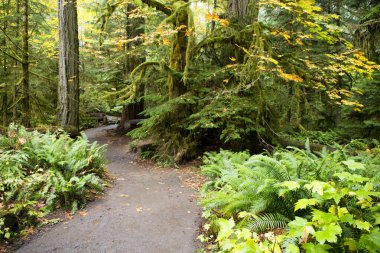 MacMillan Provincial Park, Kanada 'nın Britanya Kolumbiyası' nın Vancouver Adası 'ndaki Port Alberni yakınlarında bir eyalet parkı. Park, Katedral Korusu olarak bilinen antik Douglas-fir 'in 157 hektarlık ünlü bir standına ev sahipliği yapmaktadır..