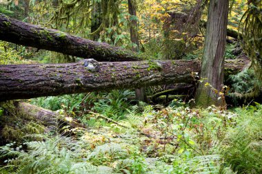 MacMillan Provincial Park is a provincial park near Port Alberni on Vancouver Island in British Columbia, Canada. The park is home to a famous, 157 hectare stand of ancient Douglas-fir, known as Cathedral Grove. clipart