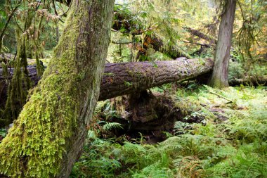 MacMillan Provincial Park is a provincial park near Port Alberni on Vancouver Island in British Columbia, Canada. The park is home to a famous, 157 hectare stand of ancient Douglas-fir, known as Cathedral Grove. clipart