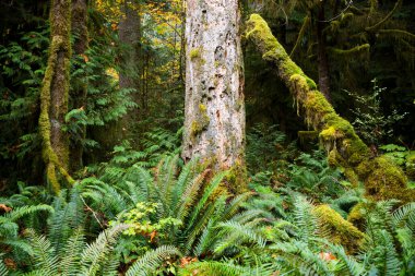 MacMillan Provincial Park, Kanada 'nın Britanya Kolumbiyası' nın Vancouver Adası 'ndaki Port Alberni yakınlarında bir eyalet parkı. Park, Katedral Korusu olarak bilinen antik Douglas-fir 'in 157 hektarlık ünlü bir standına ev sahipliği yapmaktadır..