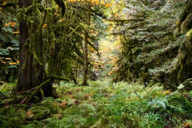 MacMillan Provincial Park, Kanada 'nın Britanya Kolumbiyası' nın Vancouver Adası 'ndaki Port Alberni yakınlarında bir eyalet parkı. Park, Katedral Korusu olarak bilinen antik Douglas-fir 'in 157 hektarlık ünlü bir standına ev sahipliği yapmaktadır..