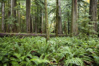 MacMillan Provincial Park, Kanada 'nın Britanya Kolumbiyası' nın Vancouver Adası 'ndaki Port Alberni yakınlarında bir eyalet parkı. Park, Katedral Korusu olarak bilinen antik Douglas-fir 'in 157 hektarlık ünlü bir standına ev sahipliği yapmaktadır..