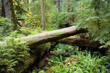 MacMillan Provincial Park, Kanada 'nın Britanya Kolumbiyası' nın Vancouver Adası 'ndaki Port Alberni yakınlarında bir eyalet parkı. Park, Katedral Korusu olarak bilinen antik Douglas-fir 'in 157 hektarlık ünlü bir standına ev sahipliği yapmaktadır..