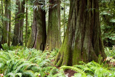 MacMillan Provincial Park, Kanada 'nın Britanya Kolumbiyası' nın Vancouver Adası 'ndaki Port Alberni yakınlarında bir eyalet parkı. Park, Katedral Korusu olarak bilinen antik Douglas-fir 'in 157 hektarlık ünlü bir standına ev sahipliği yapmaktadır..
