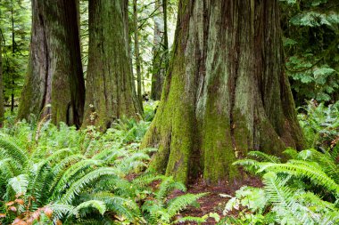 MacMillan Provincial Park, Kanada 'nın Britanya Kolumbiyası' nın Vancouver Adası 'ndaki Port Alberni yakınlarında bir eyalet parkı. Park, Katedral Korusu olarak bilinen antik Douglas-fir 'in 157 hektarlık ünlü bir standına ev sahipliği yapmaktadır..