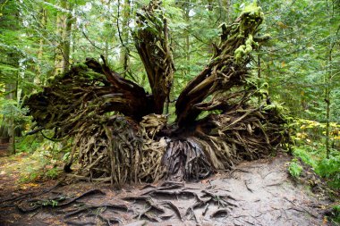 MacMillan Provincial Park is a provincial park near Port Alberni on Vancouver Island in British Columbia, Canada. The park is home to a famous, 157 hectare stand of ancient Douglas-fir, known as Cathedral Grove. clipart