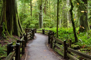 MacMillan Provincial Park, Kanada 'nın Britanya Kolumbiyası' nın Vancouver Adası 'ndaki Port Alberni yakınlarında bir eyalet parkı. Park, Katedral Korusu olarak bilinen antik Douglas-fir 'in 157 hektarlık ünlü bir standına ev sahipliği yapmaktadır..