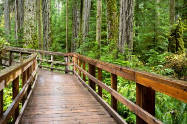 MacMillan Provincial Park, Kanada 'nın Britanya Kolumbiyası' nın Vancouver Adası 'ndaki Port Alberni yakınlarında bir eyalet parkı. Park, Katedral Korusu olarak bilinen antik Douglas-fir 'in 157 hektarlık ünlü bir standına ev sahipliği yapmaktadır..