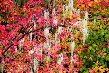 Autumn fall colours in Manning Provincial Park located in British Columbia, Canada. clipart