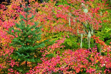 Autumn fall colours in Manning Provincial Park located in British Columbia, Canada. clipart