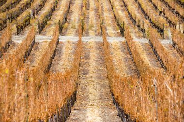 Penticton, British Columbia, Kanada yakınlarındaki Okanagan Vadisi 'ndeki üzüm bağında uykudaki Cabernet Sauvignon üzüm bağları.
