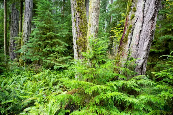 MacMillan Provincial Park is a provincial park near Port Alberni on Vancouver Island in British Columbia, Canada. The park is home to a famous, 157 hectare stand of ancient Douglas-fir, known as Cathedral Grove.