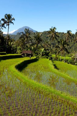Jatiluwih pirinç terasları, Endonezya 'nın Bali kentindeki Batukaru dağ sırasının akarsu yamacındaki topoğrafyası sonrasında 600 hektardan fazla pirinç tarlasından meydana geliyor..