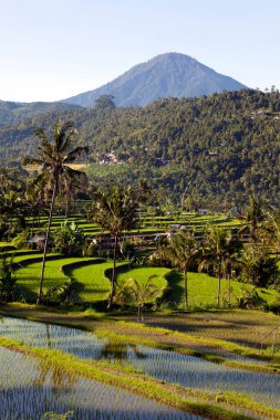 Jatiluwih pirinç terasları, Endonezya 'nın Bali kentindeki Batukaru dağ sırasının akarsu yamacındaki topoğrafyası sonrasında 600 hektardan fazla pirinç tarlasından meydana geliyor..