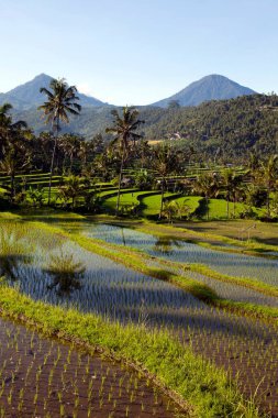 Jatiluwih pirinç terasları, Endonezya 'nın Bali kentindeki Batukaru dağ sırasının akarsu yamacındaki topoğrafyası sonrasında 600 hektardan fazla pirinç tarlasından meydana geliyor..