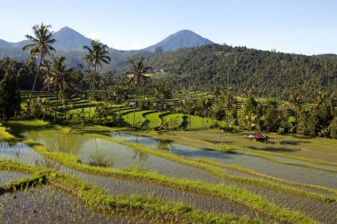 Jatiluwih pirinç terasları, Endonezya 'nın Bali kentindeki Batukaru dağ sırasının akarsu yamacındaki topoğrafyası sonrasında 600 hektardan fazla pirinç tarlasından meydana geliyor..
