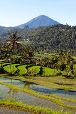 Jatiluwih pirinç terasları, Endonezya 'nın Bali kentindeki Batukaru dağ sırasının akarsu yamacındaki topoğrafyası sonrasında 600 hektardan fazla pirinç tarlasından meydana geliyor..
