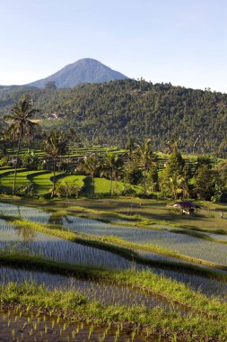 Jatiluwih pirinç terasları, Endonezya 'nın Bali kentindeki Batukaru dağ sırasının akarsu yamacındaki topoğrafyası sonrasında 600 hektardan fazla pirinç tarlasından meydana geliyor..