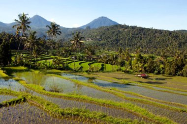 Jatiluwih pirinç terasları, Endonezya 'nın Bali kentindeki Batukaru dağ sırasının akarsu yamacındaki topoğrafyası sonrasında 600 hektardan fazla pirinç tarlasından meydana geliyor..