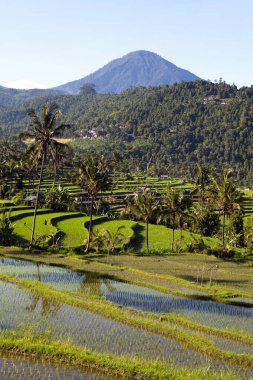 Jatiluwih pirinç terasları, Endonezya 'nın Bali kentindeki Batukaru dağ sırasının akarsu yamacındaki topoğrafyası sonrasında 600 hektardan fazla pirinç tarlasından meydana geliyor..