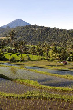 Jatiluwih pirinç terasları, Endonezya 'nın Bali kentindeki Batukaru dağ sırasının akarsu yamacındaki topoğrafyası sonrasında 600 hektardan fazla pirinç tarlasından meydana geliyor..