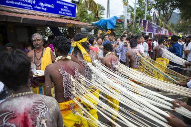 Penang, Malezya - 8 Şubat 2017: Thaipusam kutlamaları için piercingli bir dindar, Penang, Malezya 'da bir Tamil Hindu festivali Lord Murugan' ı kutlamak için kutlandı.