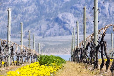 Osoyoos, British Columbia, Kanada yakınlarındaki Okanagan Vadisi 'nde bahar mevsiminde uykudaki organik üzüm bağları ve karahindiba çiçeklerinin manzarası..