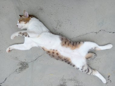 Gri ve beyaz bir tekir kedi, beton zemine uzanmış pençeleriyle huzur içinde sırt üstü uyuyor..