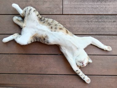 Gri ve beyaz bir tekir kedi, tahta zemine uzanmış pençeleriyle huzur içinde sırt üstü uyuyor..