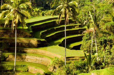 Bali 'deki Tegallalang' ın büyüleyici pirinç tarlalarını keşfedin, yemyeşil teraslar Ubud yakınlarında güzel bir manzara yaratır..