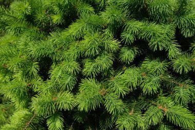 Bir Noel ağacının yeşil dallarının arka planı. Yüksek kalite fotoğraf