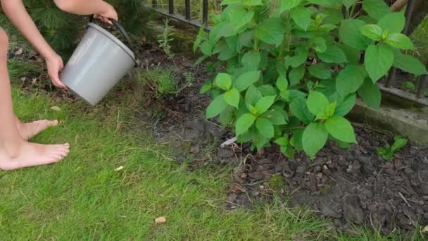 Boy Watering Bushes Small Trees Garden Bucket Idea Caring Plants — Vídeos de Stock