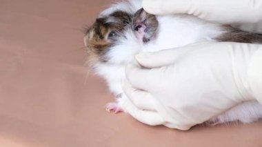 Veteriner kobayların kulaklarını muayene eder. Tıbbi eldivendeki eller hayvanların tüylerini okşar. Yüksek kalite 4k görüntü