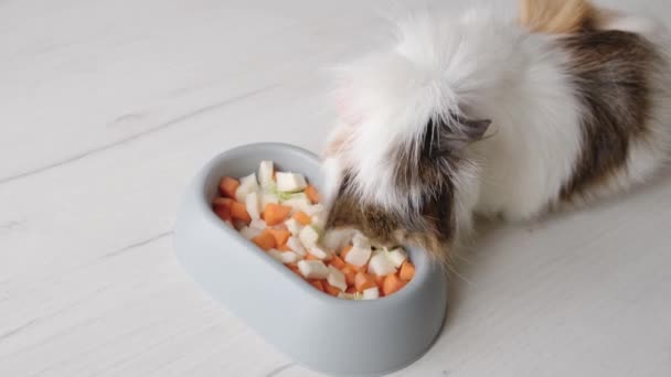 一只豚鼠从碗里吃新鲜的 切碎的蔬菜 高质量的4K镜头 — 图库视频影像