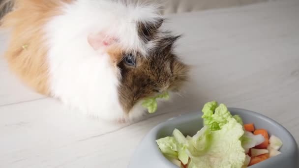 Ein Meerschweinchen Frisst Frische Salatblätter Aus Einer Schüssel Hochwertiges Filmmaterial — Stockvideo