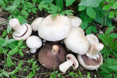 Many large and small mushrooms of Champignons lie in the green grass. High quality photo