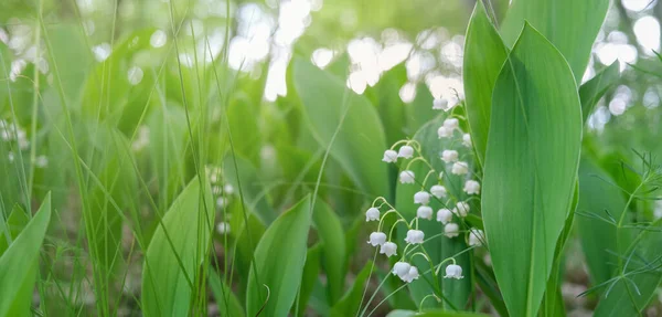 Banner with flowers of Convallaria majalis in the forest. High quality photo