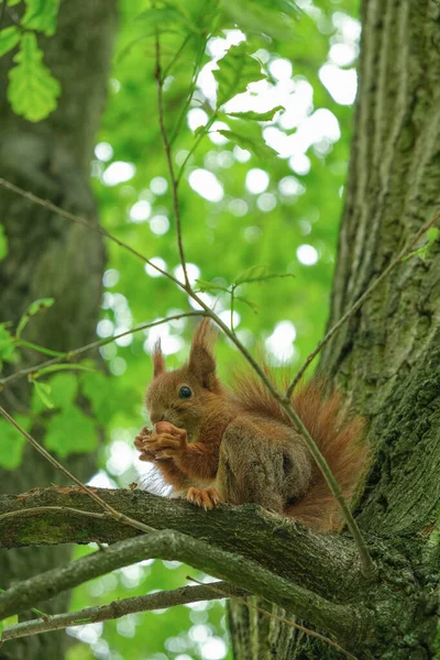 A young squirrel sits on a tree, in the summer, among the green foliage, holds a nut in its paws and gnaws on it. High quality photo